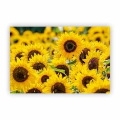 Imagem de Quadro Canvas Premium Fotografia Girassol Flores 90X60Cm