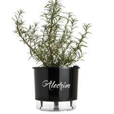 Imagem de Vaso Raiz Autoirrigável N3  Alecrim Temperos Horta