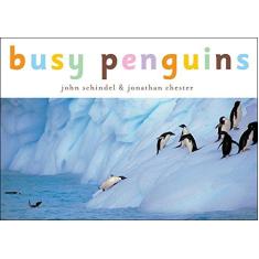 Imagem de Penguins!: A Busy Animals Book - John Schindel - 9781582460161