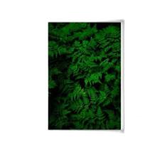 Quadro Decorativo Fotografia Samambaias 34x23cm