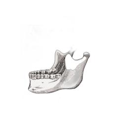Manual de anatomia odontológica