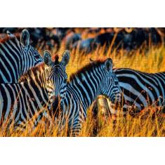 Quebra-Cabeça Cognitivo Zebras Da Savana 300 Peças - Coleção Tea