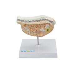 Modelo de Ovário em Expansão SD-5082