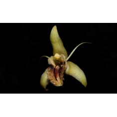 Orquidea Coelogyne ovalis