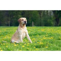 Kit 4 Quebra-Cabeça Cognitivo Cachorros 40 Peças