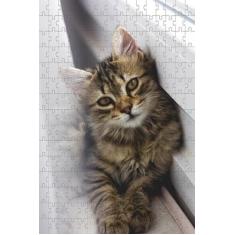 Kit 6 Quebra-Cabeças Cognitivos - Gatos 40 Peças - Reidopendrive