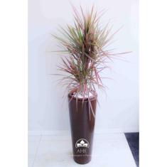 kit Jardinagem - Dracena Tricolor