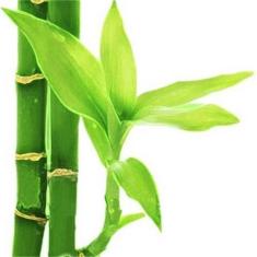 Essencia Bamboo Martam 100Ml