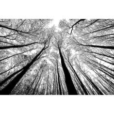 Puzzle-Forest em preto e branco - cenário de quebra-cabeça de 1000 peças