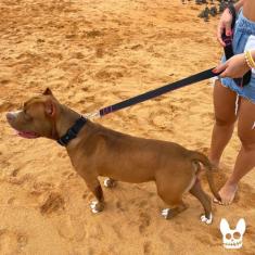 Coleira Com Guia Para Cachorro Pitbull Super Resistente Macia Confortá