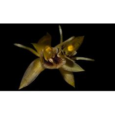 Orquidea Coelogyne lindley