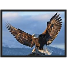 Quadro Decorativo Águia Ave Animais Decoração Com Moldura - Vital Quad