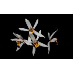 Orquidea Coelogyne viscosa