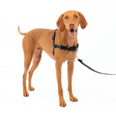 PetSafe Peitoral para cães Easy Walk sem puxar – o melhor arnês para ajudar a parar de puxar – Assuma o controle e ensina melhores maneiras de coleira – Ajuda a evitar que animais de estimação puxem