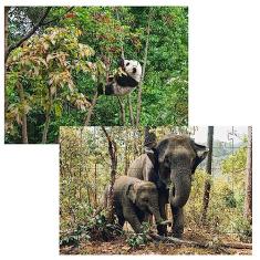 Kit 2 Quebra-cabeças Atividades para Mente Animais da Floresta 24 peças