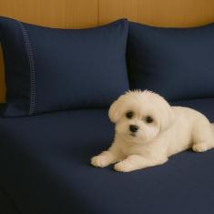 Kit Jogo De Lençol Queen 03 Peças 400 Fios Fronha Ponto Palito - CASA 