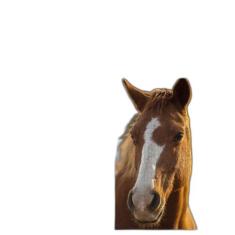 Kit 4 Quebra-Cabeças Cognitivos Mente Belos Cavalos 60 Pc - Coleção Te