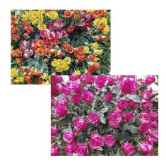 2 quebra-cabeças cognitivos primavera em atibaia 60 peças