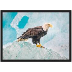 Quadro Decorativo Águia Ave Animais Decoração Com Moldura - Vital Quad