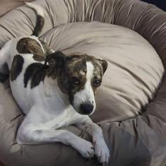 Cama para Pets Cães e Gatos Nuvem Veludo G 70x70 - DeCoração Atelier, 