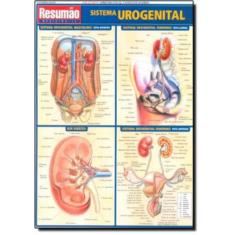 Sistema Urogenital