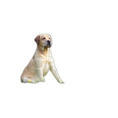 Kit 4 Quebra-Cabeça Cognitivo Cachorros 40 Peças - Reidopendrive