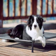 Cama Suspensa Pet Tamanho Gg Para Cães E Gatos