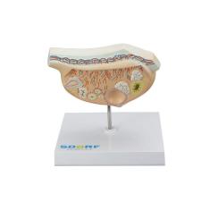 Modelo de Ovário em Expansão SD-5082