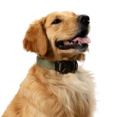 Coleira para cães Embark Adventure Pro – Coleira tática resistente para cães de nylon elegante e durável para cães grandes, pequenos e médios. Fivelas fortes para qualquer tamanho de raça (pequeno,