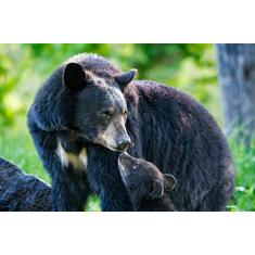 Jogo de Panelas Chilli, 6Pcs com Pipoqueira, BRINOX REVESTIDOS, Cereja