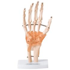 Articulação da Mão com Ligamentos - ANATOMIC