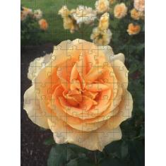 Quebra-Cabeça Cognitivo Reabilitação para Idosos - Rosas - Reidopendri