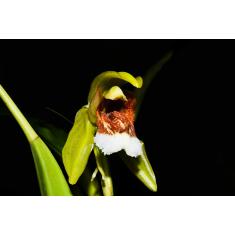 Orquidea Coelogyne speciosa