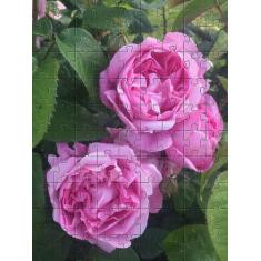 Quebra-Cabeça Cognitivo Reabilitação para Idosos - Rosas - Reidopendri