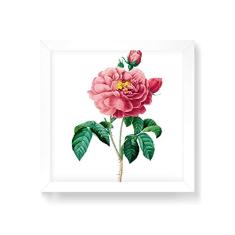 Arte Maníacos Quadro Decorativo Camélia Rosa - 30x30cm (Moldura em laca branca)
