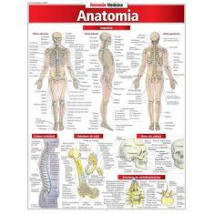 Resumão - anatomia, 3