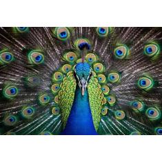 Quebra-Cabeça em MDF Majestoso Pavão 500 peças - Reidopendrive