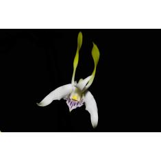 Orquidea Dendrobium antenatum