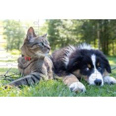 Kit 2 Quebra-cabeças Atividades Mente Cães e Gatos 24 peças - Coleção 