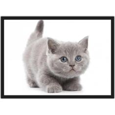 Quadro Decorativo Animais Gatos Com Moldura Salas Decorações - Vital Q
