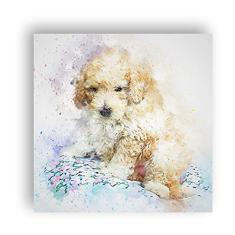 Quadro Cachorro Cão Poodle Dog Decoração 60x60cm