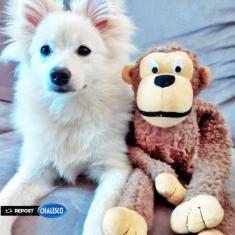 Brinquedo De Pelúcia Macaquinho Com Som Para Cães Chalesco