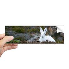 DIYthinker White Rabbit Science Nature Scenery adesivo retangular para para-choque notebook janela decalque