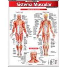 Resumao - Sistema Muscular Avançado