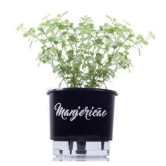 Vaso Auto Irrigável Gourmet N03 - Médio - Raiz Preto, Manjericão