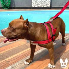 Guia Coleira Peitoral Tradicional Para Cães Tipo Rubro Negro - Dogvix,