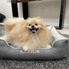 Cama para cachorro cama para gato caminha para pet retangular amour ca