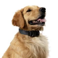Coleira para cães Embark Adventure Pro – Coleira tática resistente para cães de nylon elegante e durável para cães grandes, pequenos e médios. Fivelas fortes para qualquer tamanho de raça (pequeno,