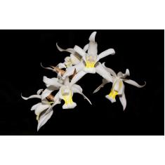 Orquidea Coelogyne intermedia