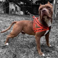 Nova Coleira Peitoral Para Cachorro Super Resistente Com Spike Dogvix,